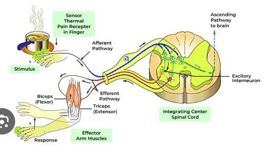 Polysynaptic Nutritional Pathways
